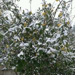 Bahçemizdeki limonlarimizda her mevsim alaçatı diyor... #alacati #snow #lemon #wine
